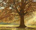 Лиственные дерево осенью